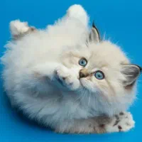 فروش گربه های خانگی