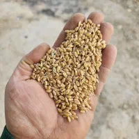 فروش گندم