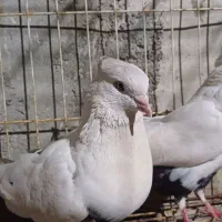 تعدادی کبوتر رنگی|پرنده|امیدیه, |دیوار