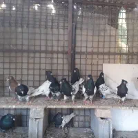 چندجوجه جوانه سه چهار پره همه نرجفت ۳۰۰هزار|پرنده|مشهد, توس (بلوار توس)|دیوار