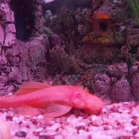 پوزه بوته ای آلبینو بالغ با بهترین تغذیه|ماهی|رباط‌کریم, رباط‌کریم|دیوار