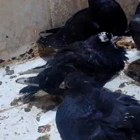 فروش اشغالی