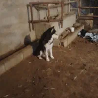 هاسکی|سگ|ایذه, |دیوار