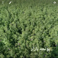 یونجه درجه یک