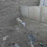 سگ سرابی اصیل