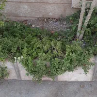 قلمه ناز|گل و گیاه طبیعی|محلات, |دیوار