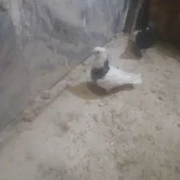 نقره|جواهرات|گناباد, |دیوار