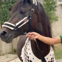 فروش اسب|اسب و تجهیزات اسب‌سواری|آمل, |دیوار