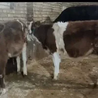 گوساله ماده