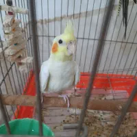 جوجه عروس هلندی