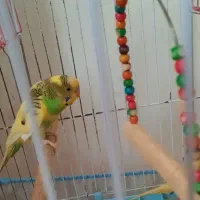 مرغ عشق رام و زیبا|پرنده|رشت, گلزاران|دیوار