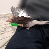 عروس هلندی نر وماده سالم|پرنده|نظرآباد, نظرآباد|دیوار