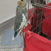 دوتا عروس هلندی سه ماه