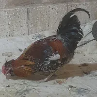 فروش مرغ وخروس