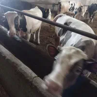 کارگر دامداری