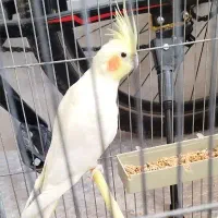 عروس هلندی نر