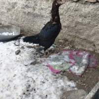 مرغ خروس لاری