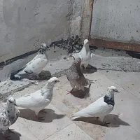 کفتر خوب