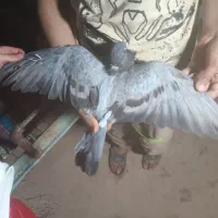 دوتا کبوتر نره موقلوف