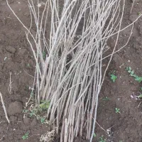 نهال صنوبر اصلاح شده یکساله  زود رشد