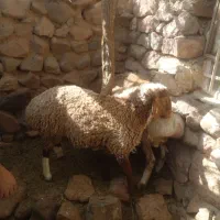 ۳عدد بره نر صف چاق
