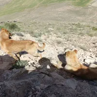 واگذارسگ