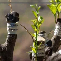 پیوند خواب برای درختان