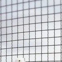 کبوتر پرشی غریب