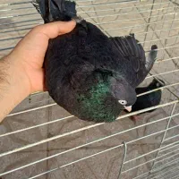 جفت زاغ آبادانی