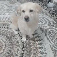 سگ پامر اشپیتز