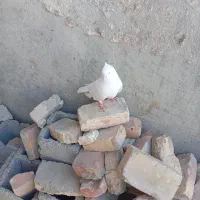 کبوتر سفید یهرانی
