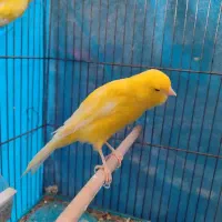قناری|پرنده|اصفهان, همت‌آباد|دیوار
