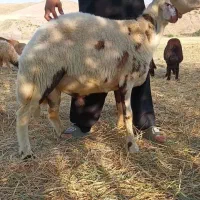 ۵۵میلیون تومان