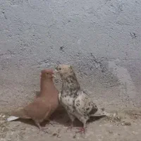کبوتر