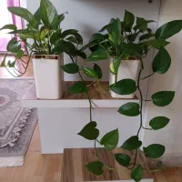 گل های آپارتمانی