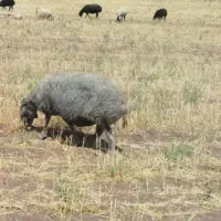 گوسفند قربانی کیلویی ۲۶۰|حیوانات مزرعه|رشت, سعدی (تختی)|دیوار