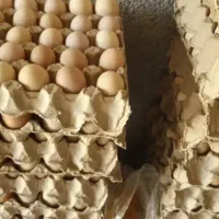 تخم مرغ نطفه دار