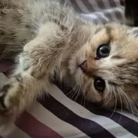 بچه گربه بیریتیش گلد