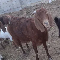 بز یک بز و دوعدد نر فقط با شماره