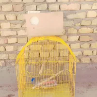 عروس هلندی