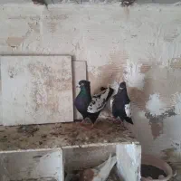 سینه سیاه و گو طوقی