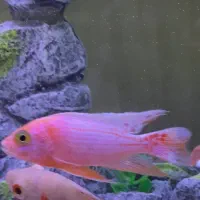 ماهی سیچلاید