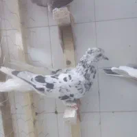 ماده سرور دم سفید چاپی|پرنده|شیراز, دارالرحمه|دیوار