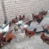 خروس