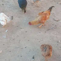 خروس|حیوانات مزرعه|ماهیدشت, |دیوار