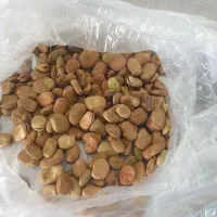 فروش باقالی خشک