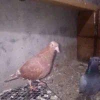 کبوتر|پرنده|لوندویل, |دیوار