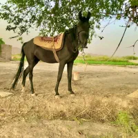 اسب عرب
