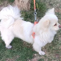 سگ پامرین روباهی ماده خشگل برفی