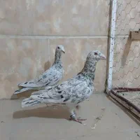 هفترنگ خطی آس|پرنده|قزوین, |دیوار